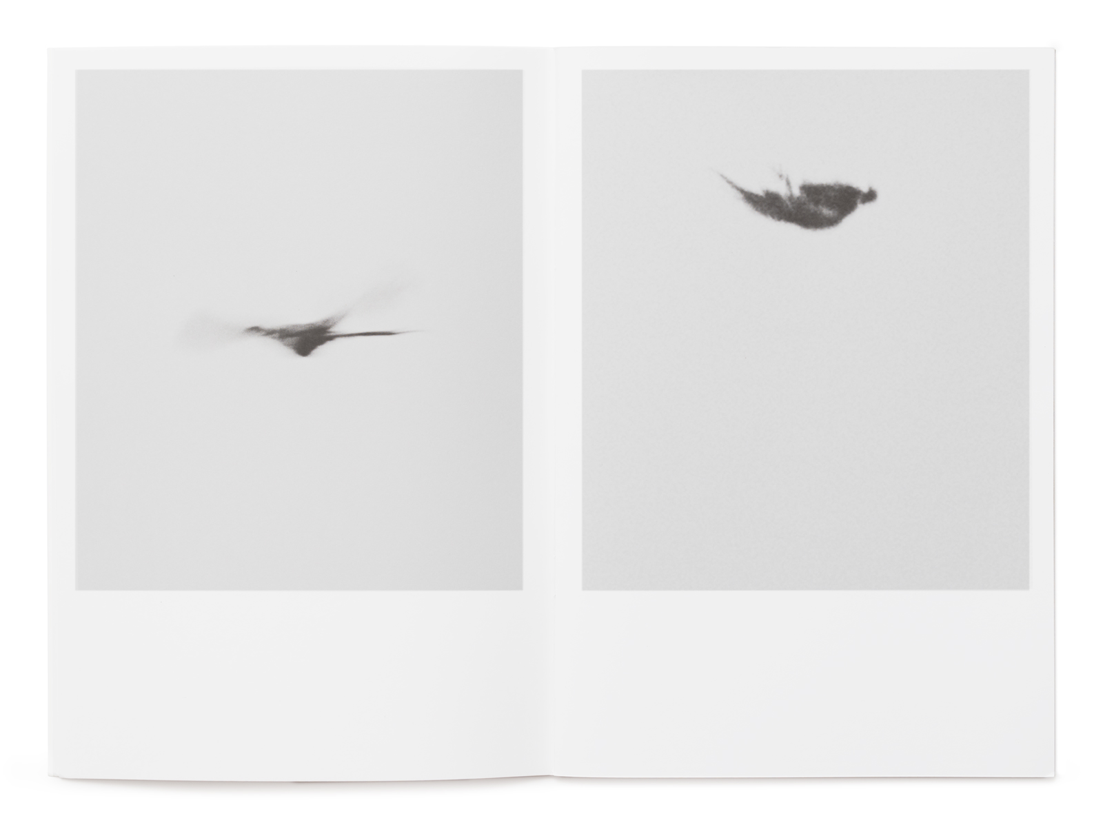 Booklet: Dying Birds