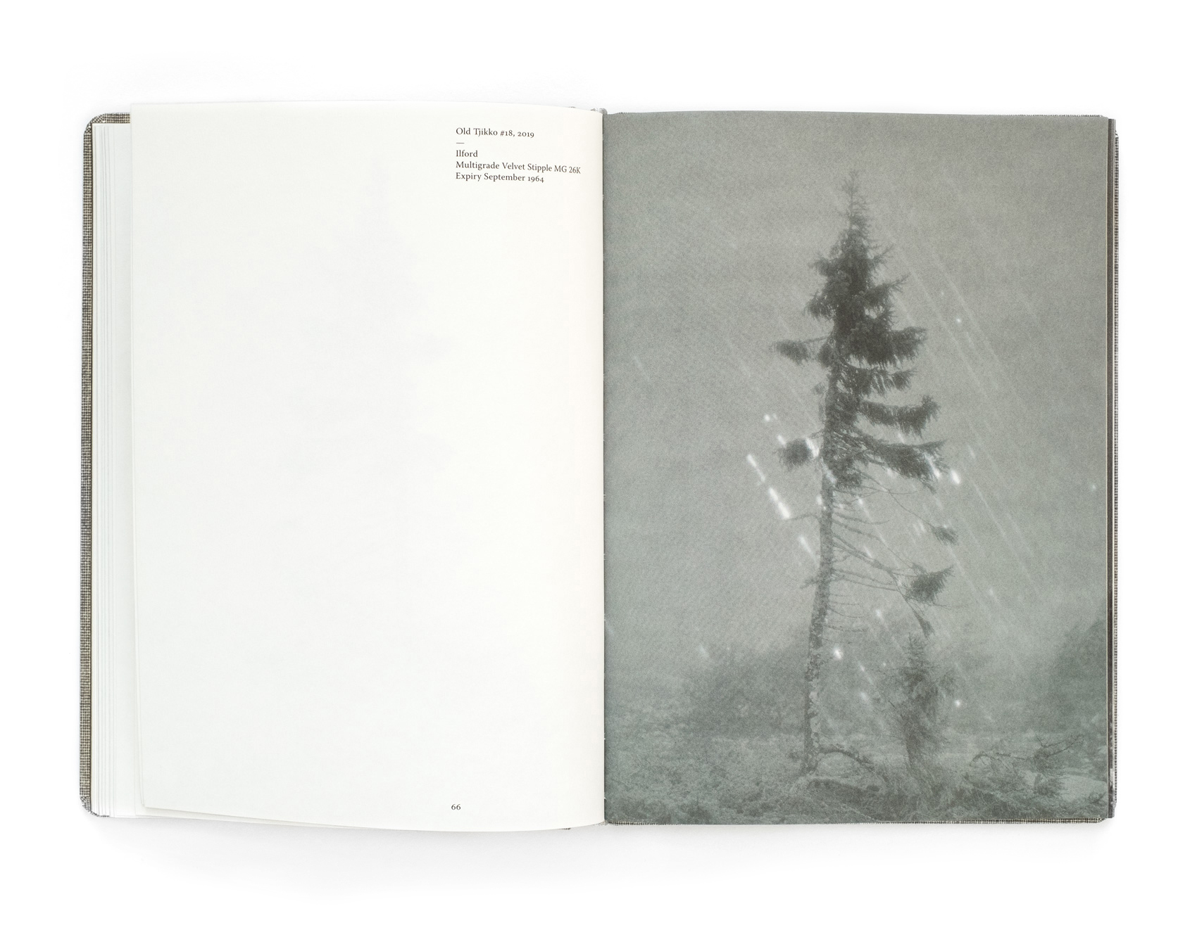 Old Tjikko - spread from the book by Nicolai Howalt