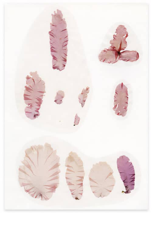 poster by søndergaard & Howalt with image of algae